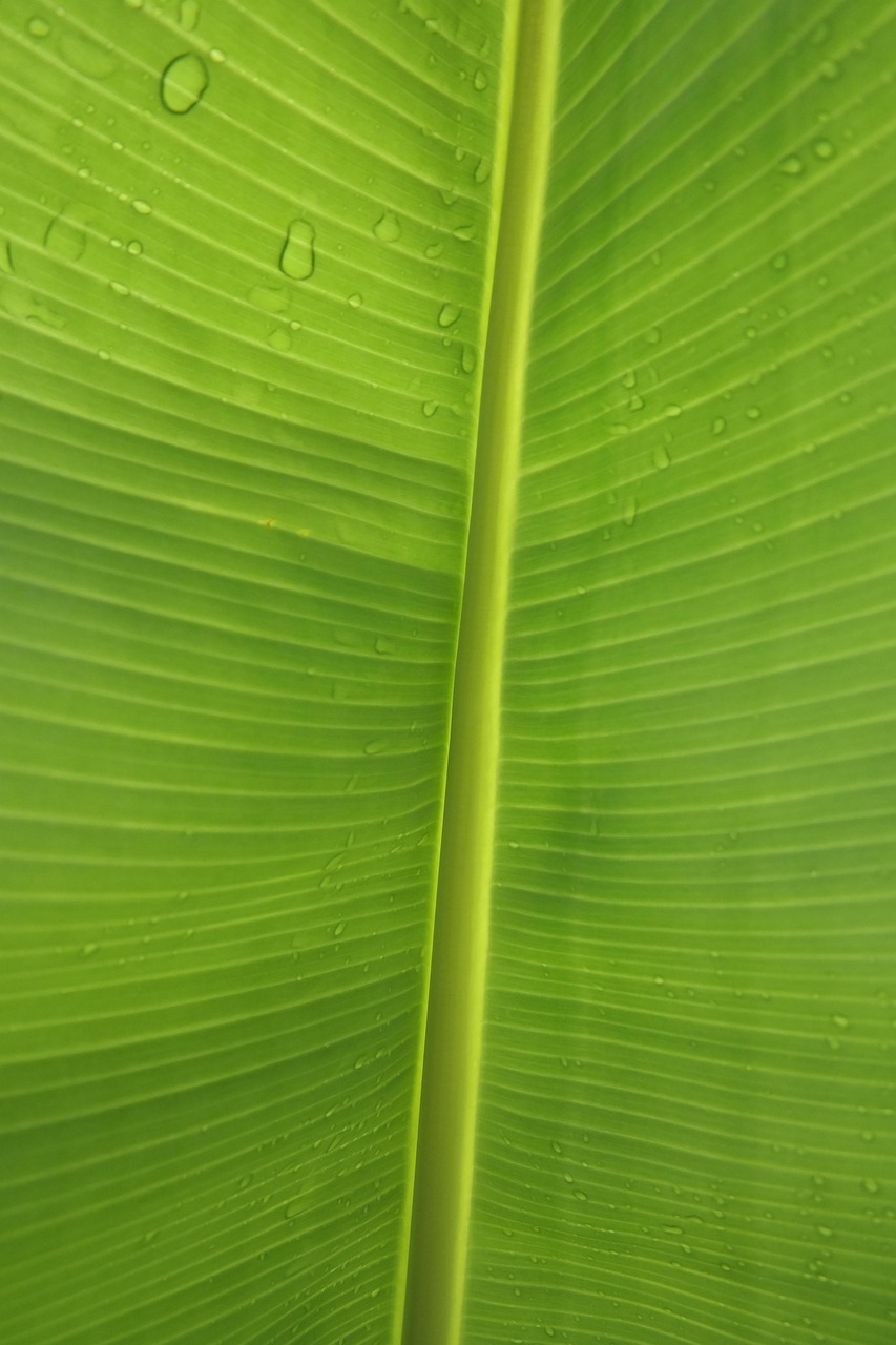 leaf, green, structure, banana leaf, waterdrop, jungle, drops, nature, raindrop, leaf veins, stalk, symmetry, uniformity, banana leaf, banana leaf, banana leaf, banana leaf, banana leaf
