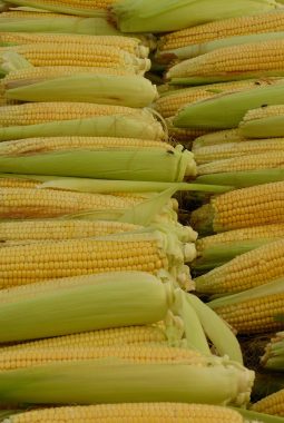 corn, corn on the cob, corn kernels, food, meal
